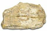 Dinosaur (Triceratops) Frill Shield Section - Wyoming #371526-1
